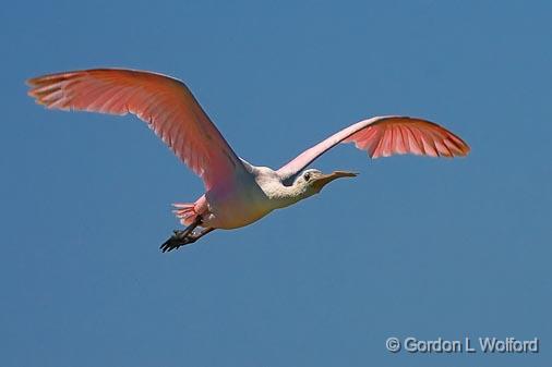 Roseate Spoonbill In Flight_43204.jpg - Roseate Spoonbill (Ajaia ajaja)Photographed along the Gulf coast on Mustang Island in Port Aransas, Texas, USA.